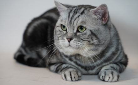 Lemony von Elenwisch