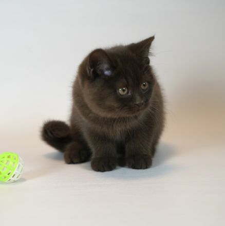 Ein toller Kerl namens Kiss Me ( geb am 24.07.2022