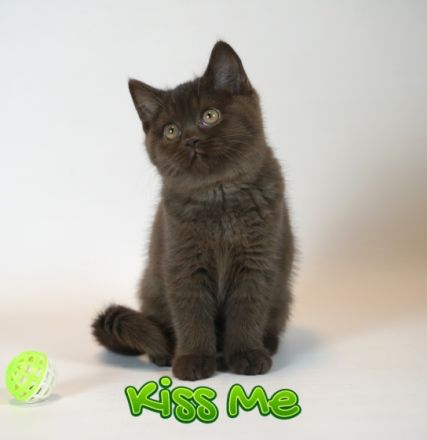 Ein toller Kerl namens Kiss Me ( geb am 24.07.2022