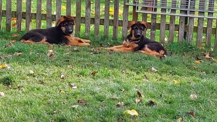 vier sehr schön angelegte vitale Rüden Welpen such ein