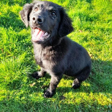 Hallo, Wir haben 4 süße Schäferhund / Flat-coated