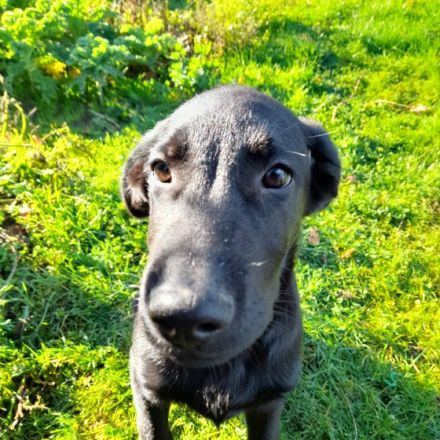 Hallo, Wir haben 4 süße Schäferhund / Flat-coated