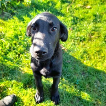 Hallo, Wir haben 4 süße Schäferhund / Flat-coated