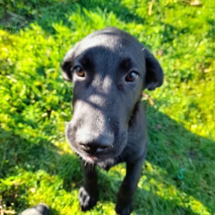 Hallo, Wir haben 4 süße Schäferhund / Flat-coated