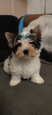 Der kleine Mann ist auf der Suche nach einem neuen