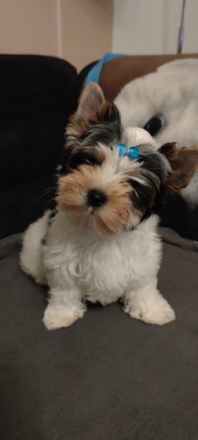 Der kleine Mann ist auf der Suche nach einem neuen