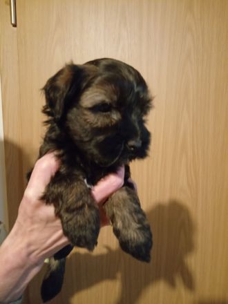 TIBET - TERRIER - Welpen, 12.23., entwurmt, geimpft, mit Chip u. Papiere.