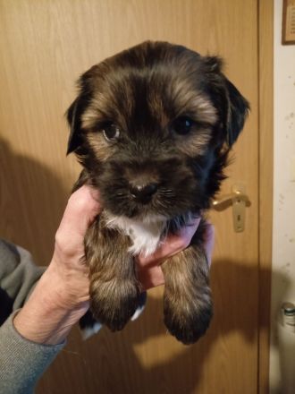 TIBET - TERRIER - Welpen, 12.23., entwurmt, geimpft, mit Chip u. Papiere.