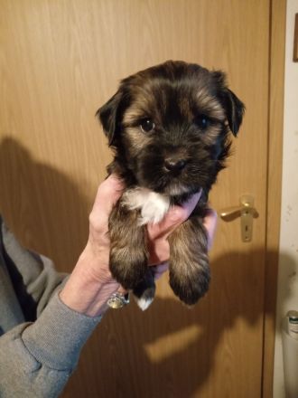 TIBET - TERRIER - Welpen, 12.23., entwurmt, geimpft, mit Chip u. Papiere.