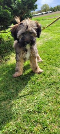 TIBET - TERRIER - Welpen, 12.23., entwurmt, geimpft, mit Chip u. Papiere.