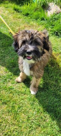TIBET - TERRIER - Welpen, 12.23., entwurmt, geimpft, mit Chip u. Papiere.