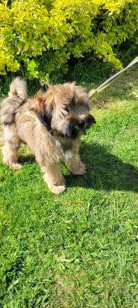 TIBET - TERRIER - Welpen, 12.23., entwurmt, geimpft, mit Chip u. Papiere.