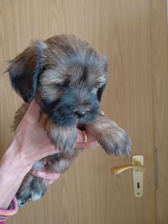 TIBET - TERRIER - Welpen, 12.23., entwurmt, geimpft, mit Chip u. Papiere.