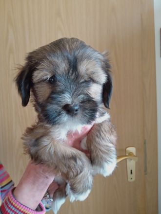 TIBET - TERRIER - Welpen, 12.23., entwurmt, geimpft, mit Chip u. Papiere.