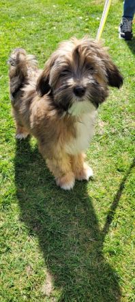 TIBET - TERRIER - Welpen, 12.23., entwurmt, geimpft, mit Chip u. Papiere.