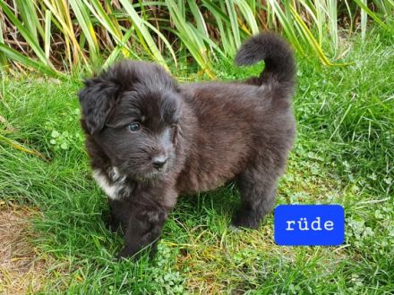 Unsere Rasselbande ist nun 6 Wochen alt und darf nun