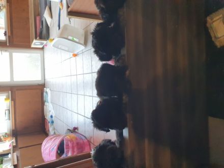 Unsere Rasselbande ist nun 6 Wochen alt und darf nun