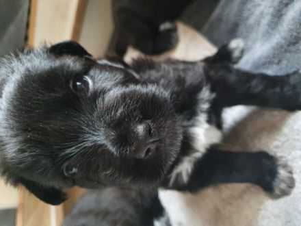 Unsere Rasselbande ist nun 6 Wochen alt und darf nun