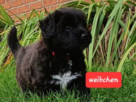 Unsere Rasselbande ist nun 6 Wochen alt und darf nun