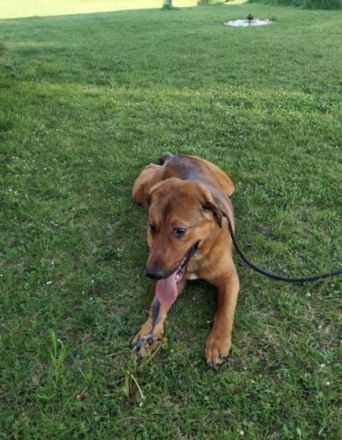 Der verspielte Junghund Simba sucht ein schönes Zuhause