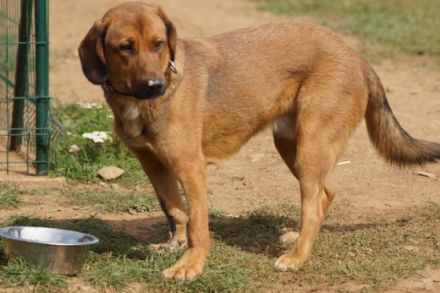 Der verspielte Junghund Simba sucht ein schönes Zuhause