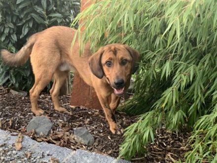 Der verspielte Junghund Simba sucht ein schönes Zuhause