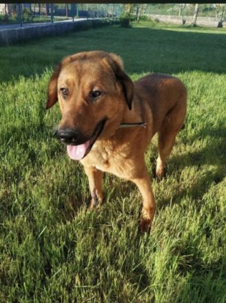 Der verspielte Junghund Simba sucht ein schönes Zuhause