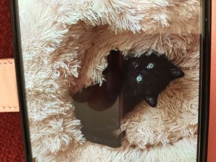 Noch zwei süße weibliche Katzenbabys abzugeben sie sind