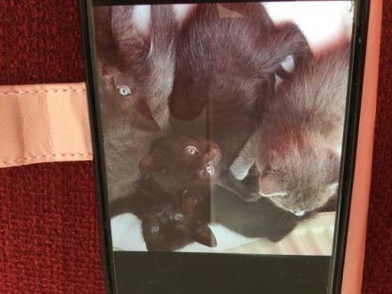 Noch zwei süße weibliche Katzenbabys abzugeben sie sind