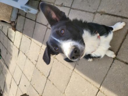 Hallo leider mussten wir zwei unsere Welpen wieder