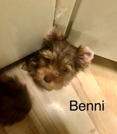 Unser Benni der letzte unserer 7 kleinen,aufgeweckten