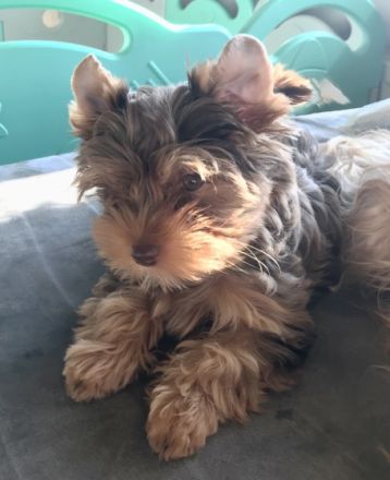 Unser Benni der letzte unserer 7 kleinen,aufgeweckten