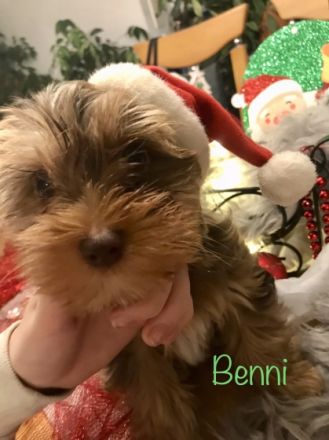 Unser Benni der letzte unserer 7 kleinen,aufgeweckten