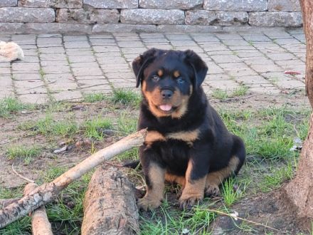 Rottweiler von KaBaMuBa Unsere Welpen sind da, geboren