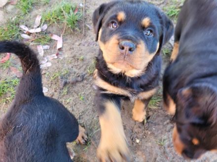 Rottweiler von KaBaMuBa Unsere Welpen sind da, geboren