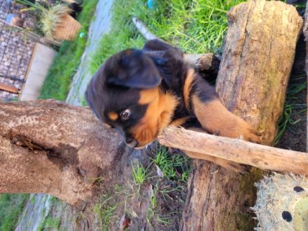 Rottweiler von KaBaMuBa Unsere Welpen sind da, geboren