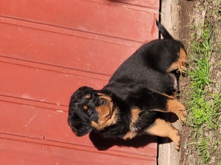 Rottweiler von KaBaMuBa Unsere Welpen sind da, geboren