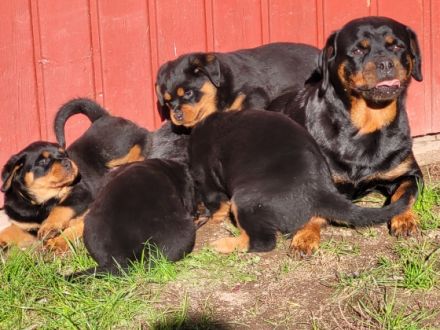 Rottweiler von KaBaMuBa Unsere Welpen sind da, geboren