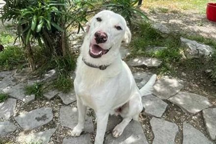 Ice Geschlecht: Rüde Geboren: April 2022 Größe: im