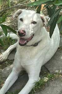 Ice Geschlecht: Rüde Geboren: April 2022 Größe: im