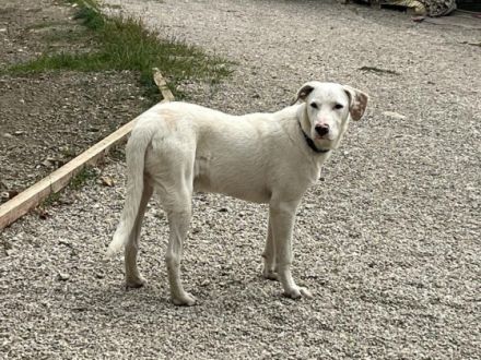 Ice Geschlecht: Rüde Geboren: April 2022 Größe: im