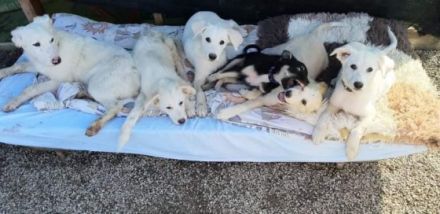 Ice Geschlecht: Rüde Geboren: April 2022 Größe: im