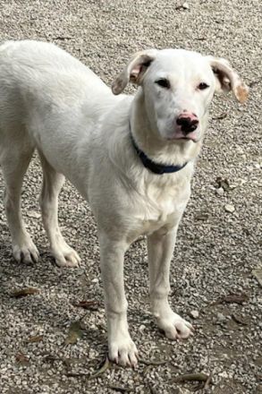 Ice Geschlecht: Rüde Geboren: April 2022 Größe: im