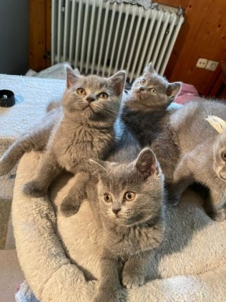 Ich biete vier kleine reinrassisge (Britisch Kurzhaar)