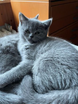 Ich biete vier kleine reinrassisge (Britisch Kurzhaar)