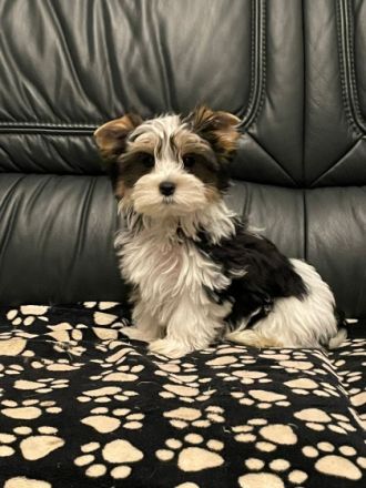 Unsere Hündin hat am 14. 08.2022 4 süße Welpen geboren.