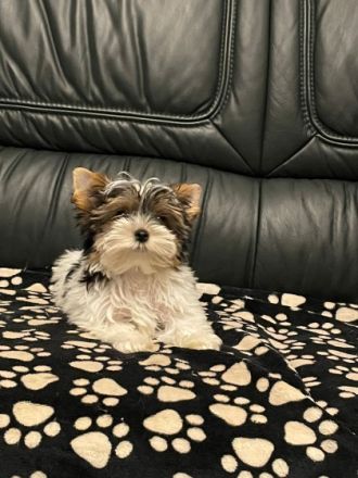 Unsere Hündin hat am 14. 08.2022 4 süße Welpen geboren.