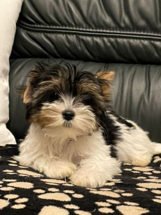 Unsere Hündin hat am 14. 08.2022 4 süße Welpen geboren.