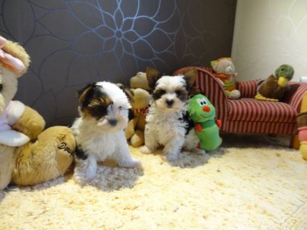 Wunderschöne Biewer Yorkshire Terrier Welpen - Rüden