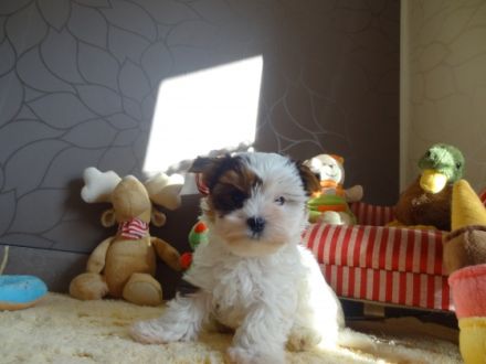 Wunderschöne Biewer Yorkshire Terrier Welpen - Rüden